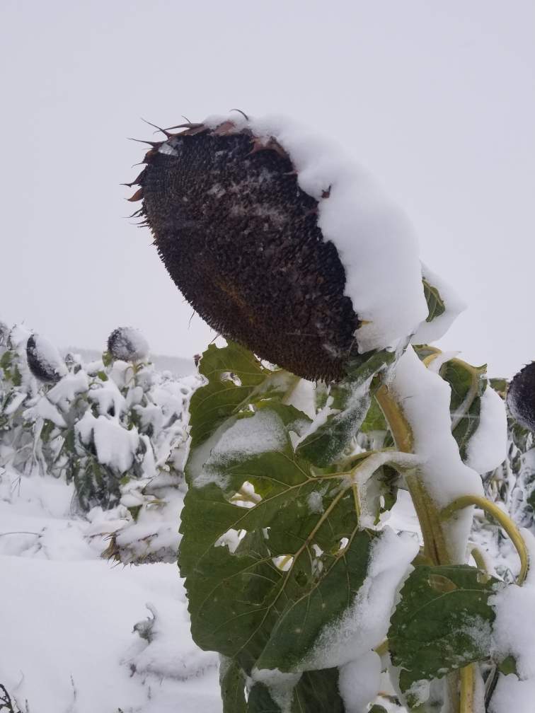 ‘Snowflowers’ in rural Manitoba Saturday morning.