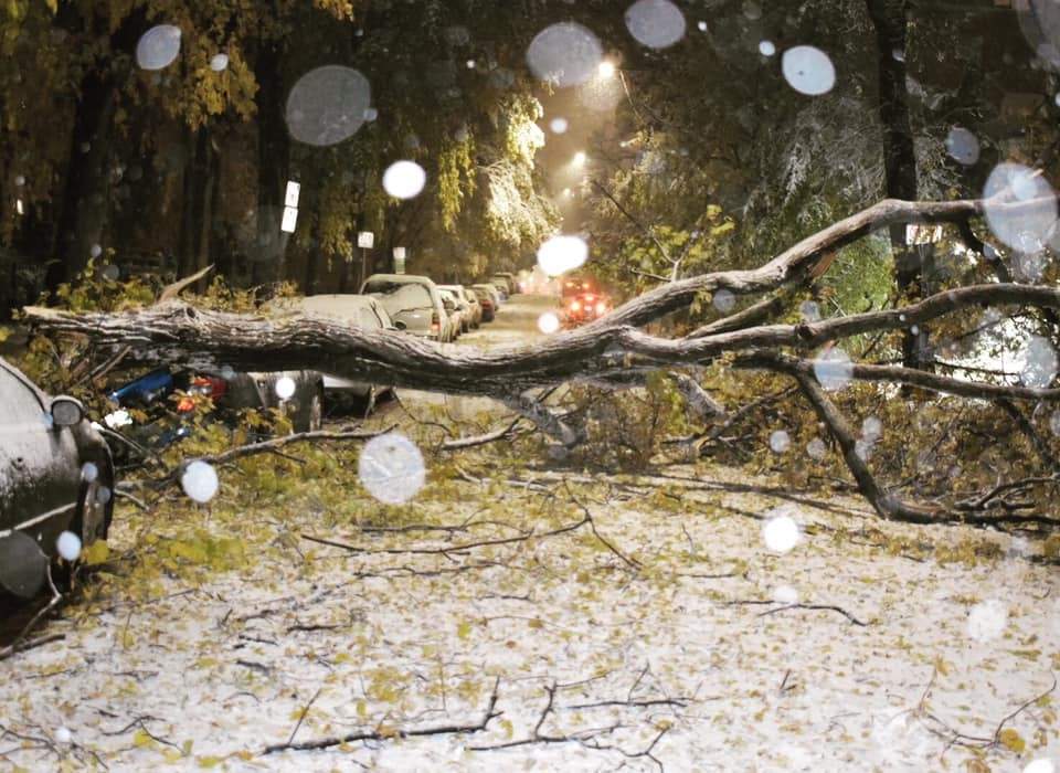 A fallen tree blocks a road St. James. The City of Winnipeg says one person was critically injured by a fallen tree Friday.