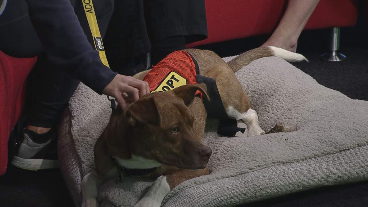 Foxy joined Global News Morning for the latest edition of Adopt A Pal.