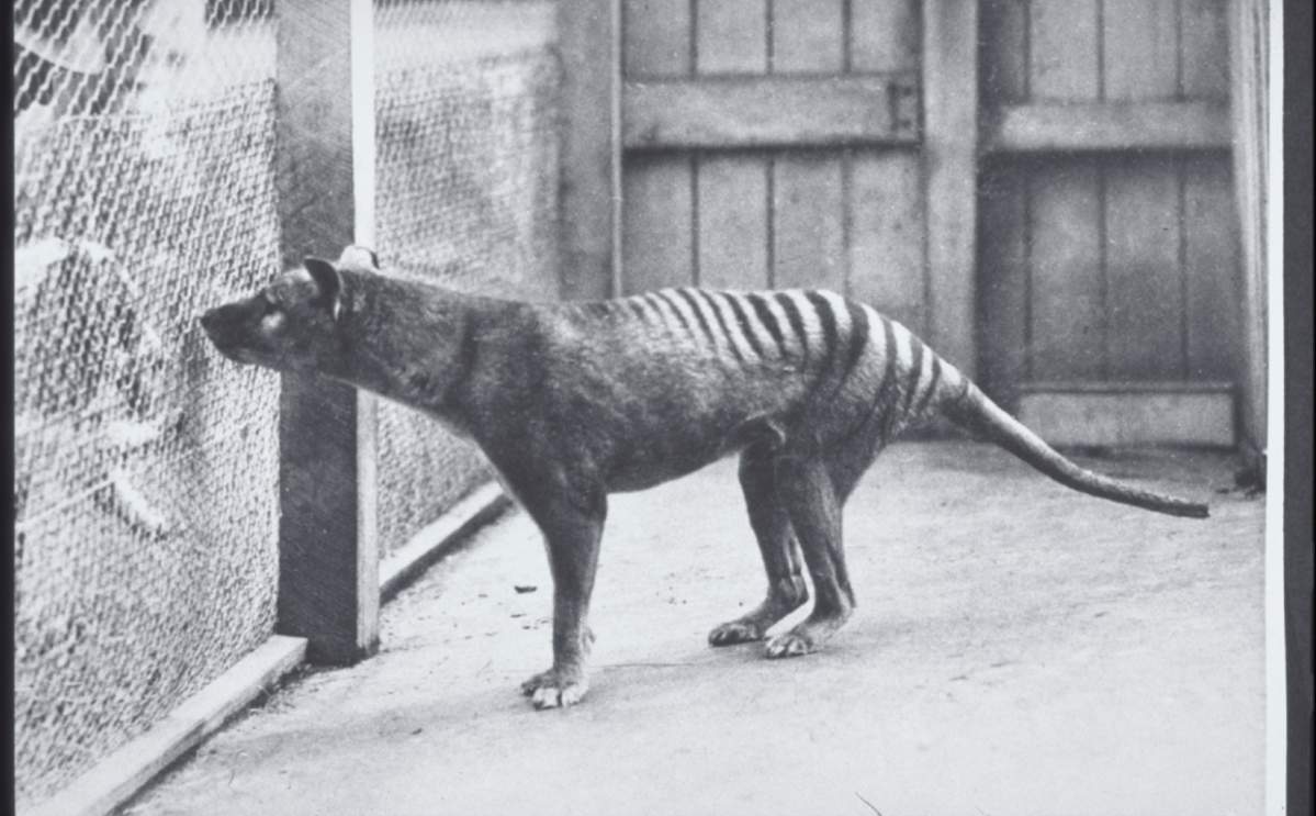 The Tasmanian marsupial wolf as photographed at Hobart Zoo in 1928 and was featured on a postcard.