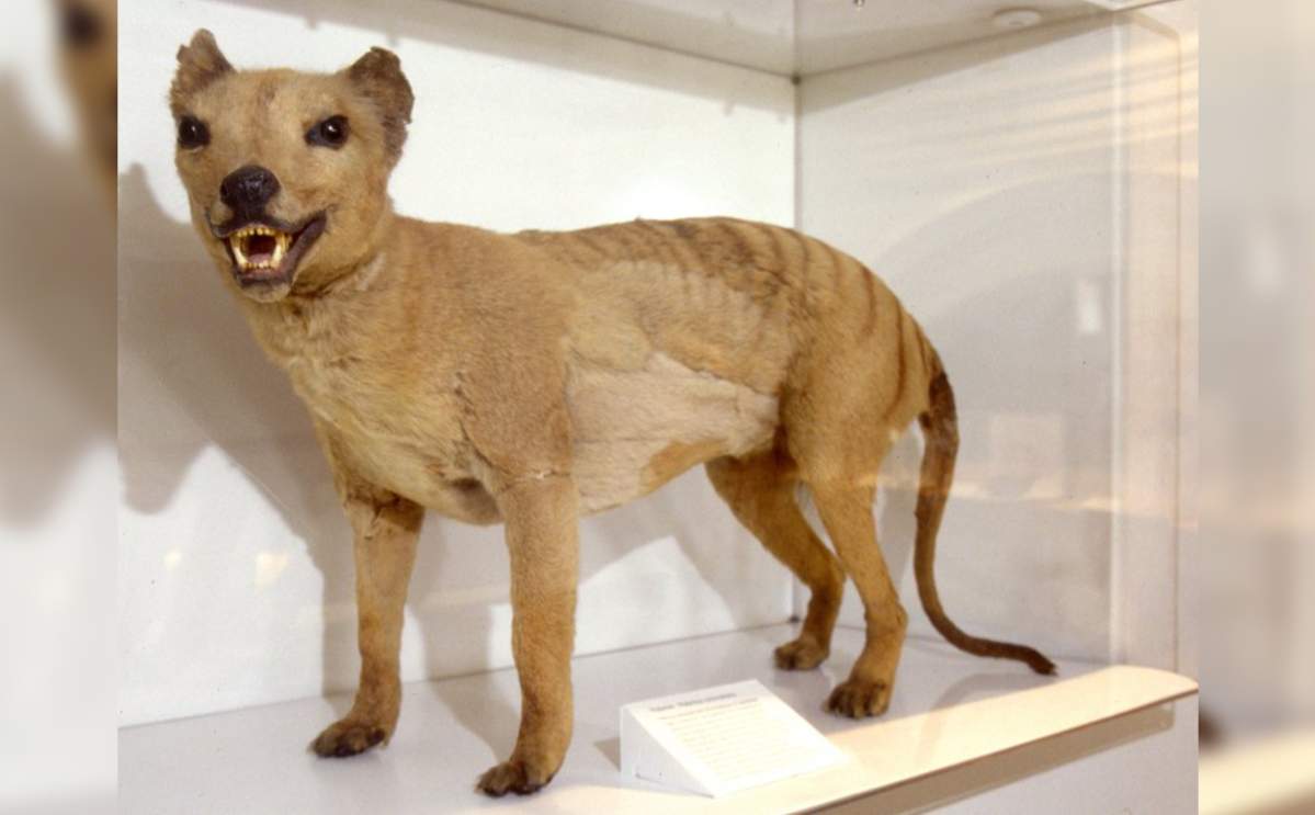 A thylacine specimen is on display in the biodiversity gallery of the Australian Museum. 