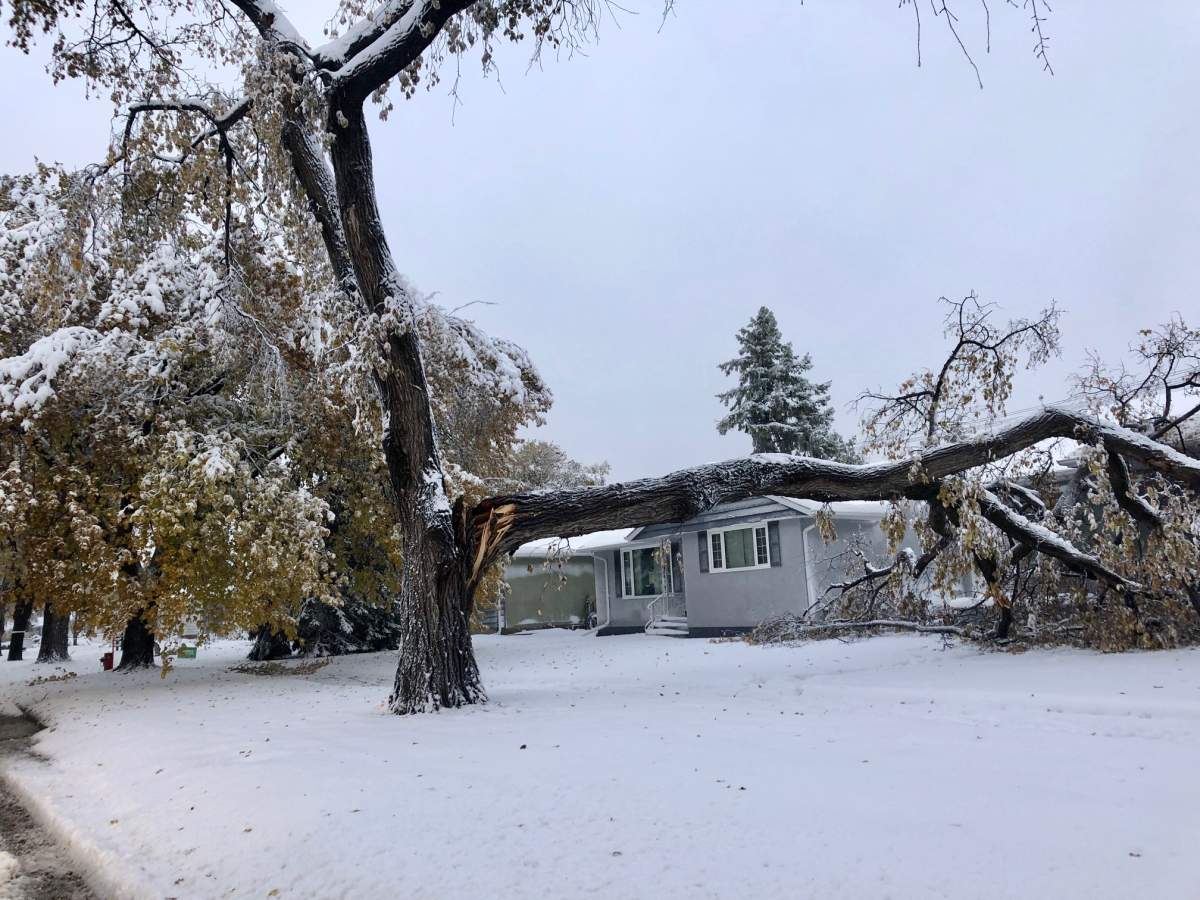 A tree branch fell on this house in Winnipeg Friday.