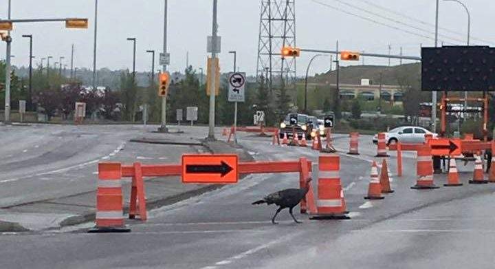 A photo of a wild turkey believed to be Turk the Ramsay turkey.