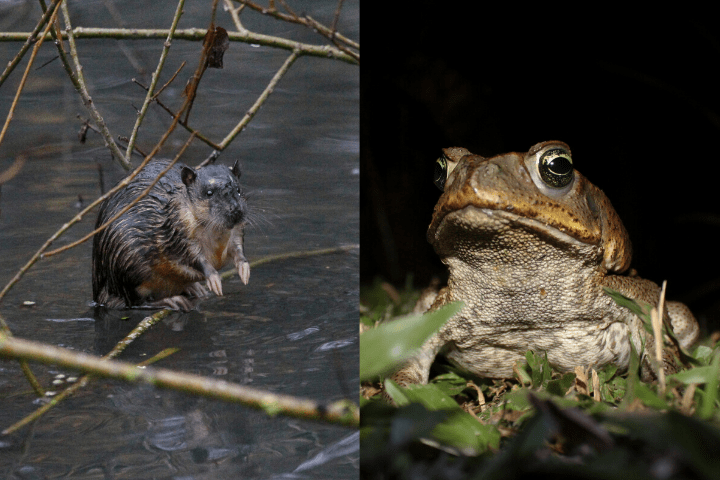 A spliced picture of an Australian water rat and cane toad.