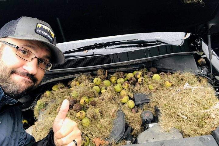 A man gestures next to walnuts and grass hidden by squirrels seen under the hood of a car, in Allegheny County, Pennsylvania, U.S. in this October 7, 2019 image obtained via social media.