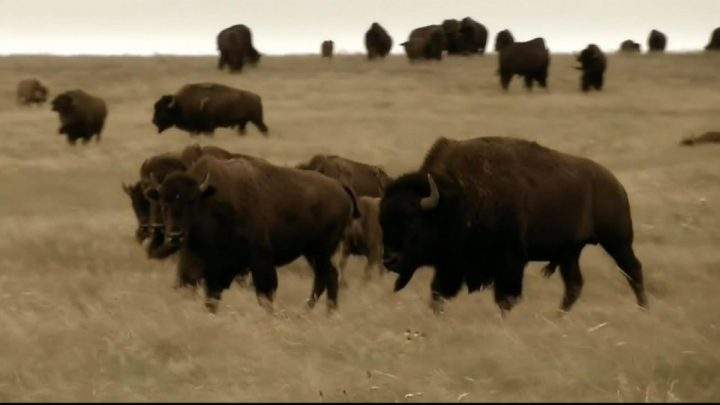 Fish and Wildlife looking for witnesses after bison shot by poachers in northern Alberta - image