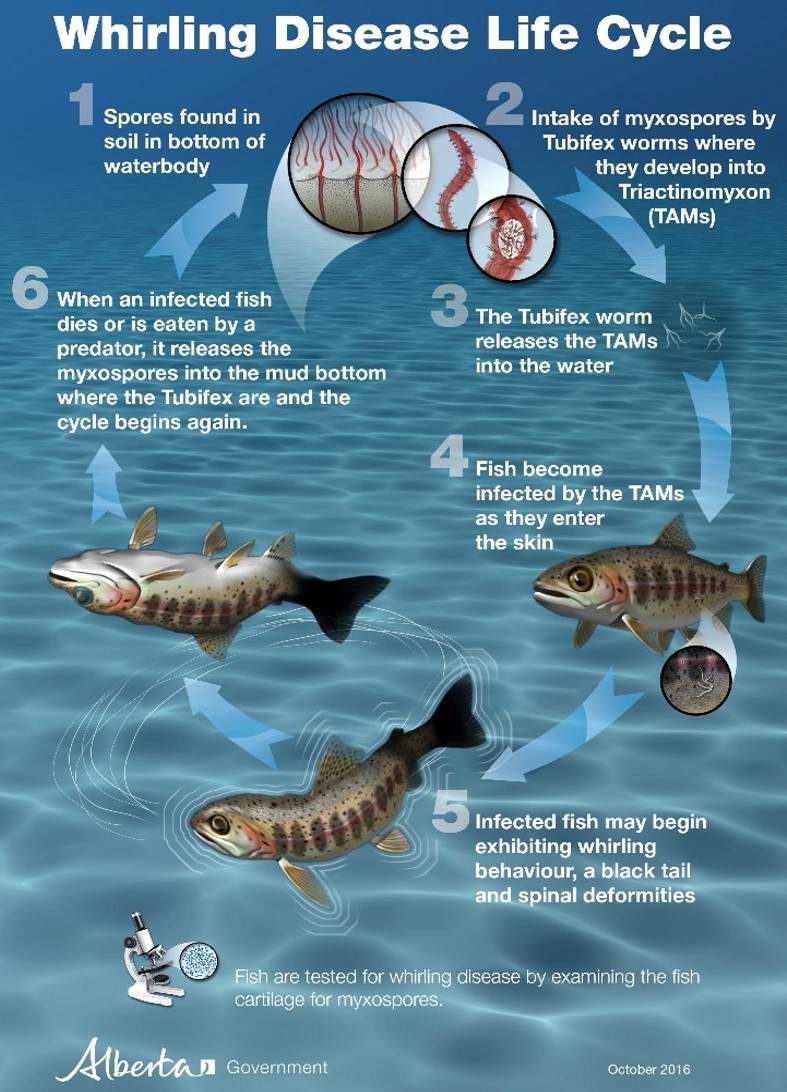 Alberta Parks says the parasite has a complex life cycle that requires a salmonid fish and an aquatic worm, Tubifex tubifex, as hosts.