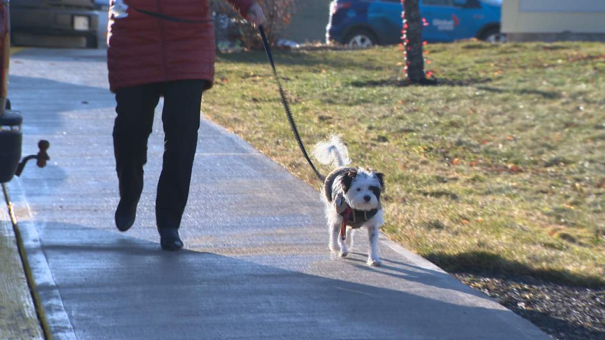 Staff can take Tucker on a quick walk.