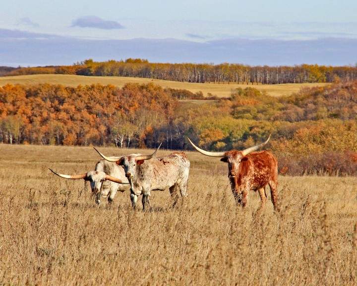 The November 4 Your Saskatchewan photo of the day was taken by Norm Brown near Regina.