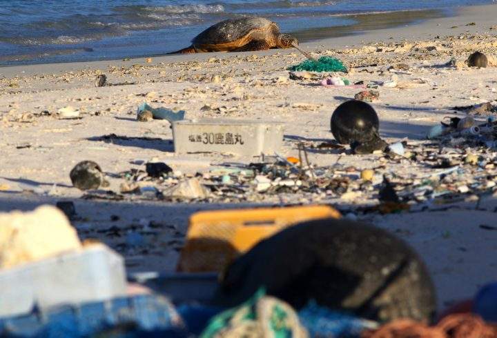 In this Oct. 15, 2019, photo, a green sea turtle rests on the beach among marine debris on Midway Atoll in the Northwestern Hawaiian Islands.
