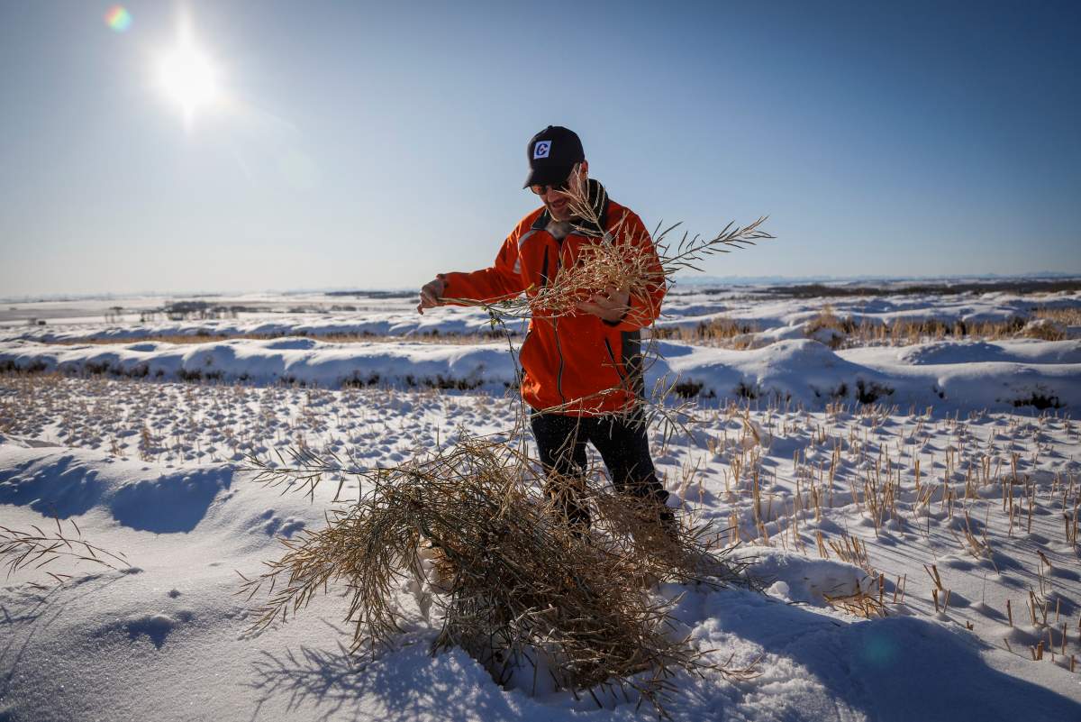 Farmer David Reid checks on his Canola crop that is buried under snow near Cremona, Alta., Wednesday, Nov. 6, 2019. 