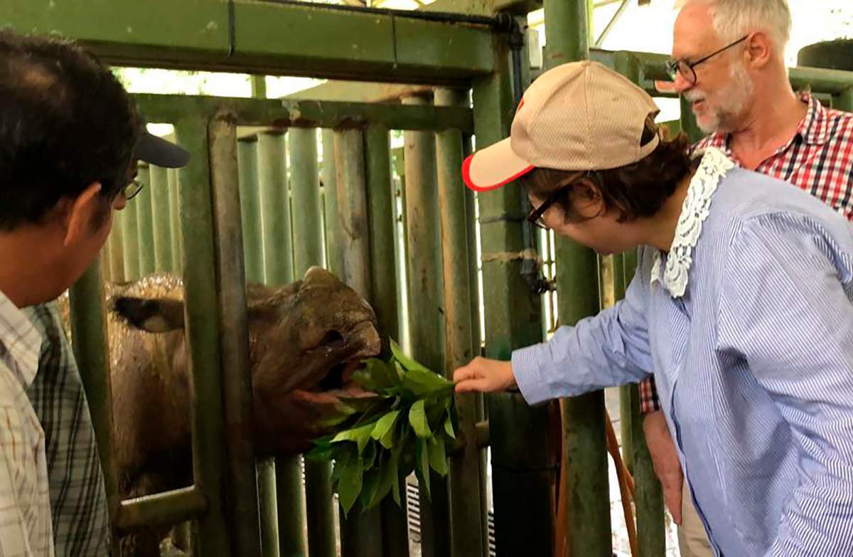 In this Aug. 18, 2019, photo, Sabah Deputy Chief Minister Christina Liew, right, looks at rhino Iman in cage in eastern Sabah state. 