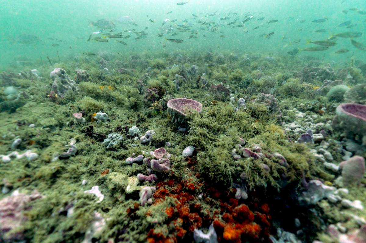 Fish swim over the reef at Gray's Reef National Marine Sanctuary on Oct. 28, 2019 off the coast of Savannah, Ga.