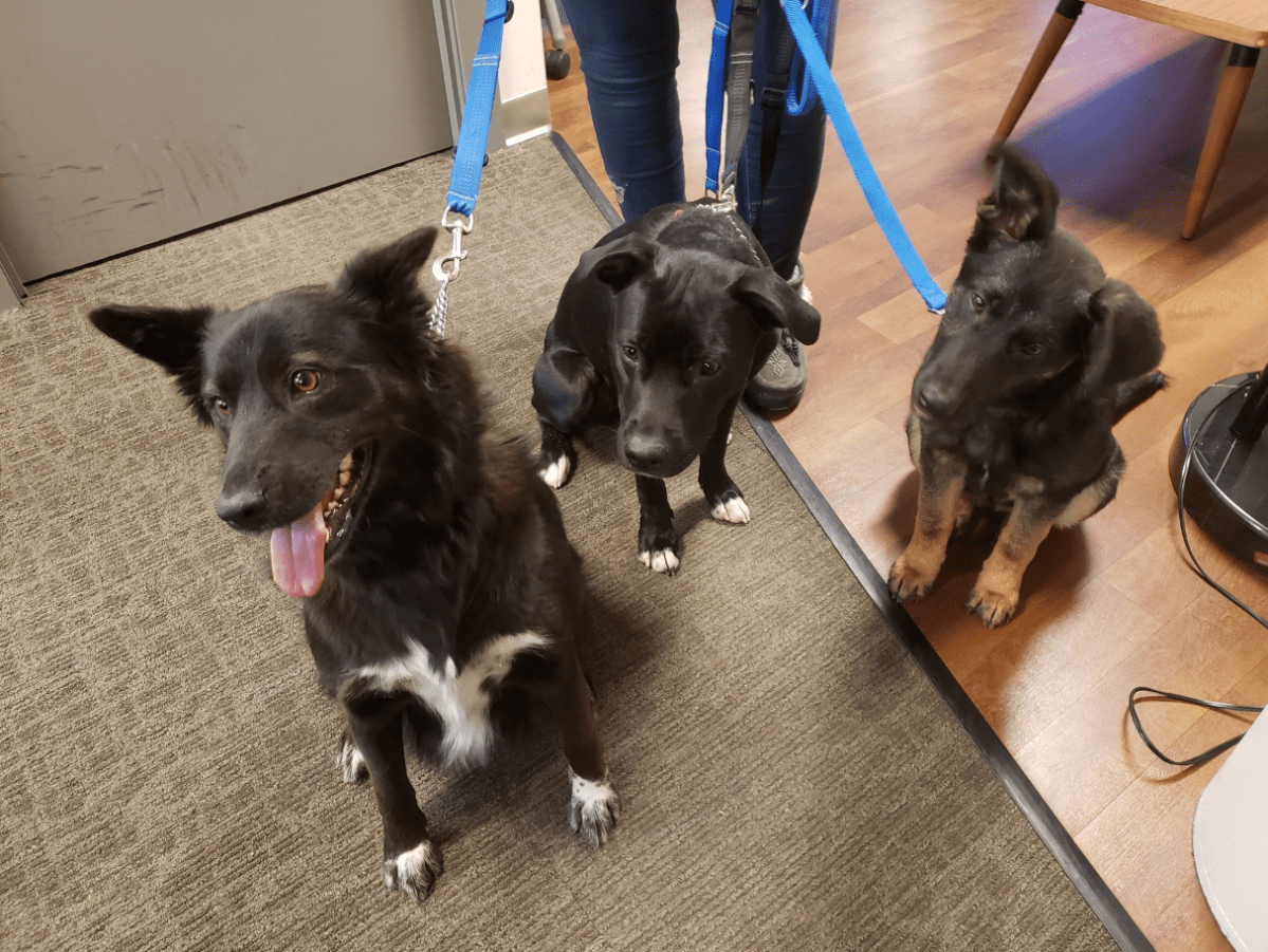 Zeta joined Global News Morning along with some her friends for Adopt A Pal.