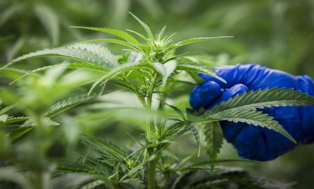 An employee checks plants in the "flowering" room at marijuana cultivation facility in Olds, Alta., on October 10, 2018.
