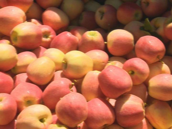 File photo of an apple bin. Interior Health says A&L Peterson Orchards Fresh Pressed Apple Juice has been voluntarily recalled due to unsanitary conditions during the manufacturing process.