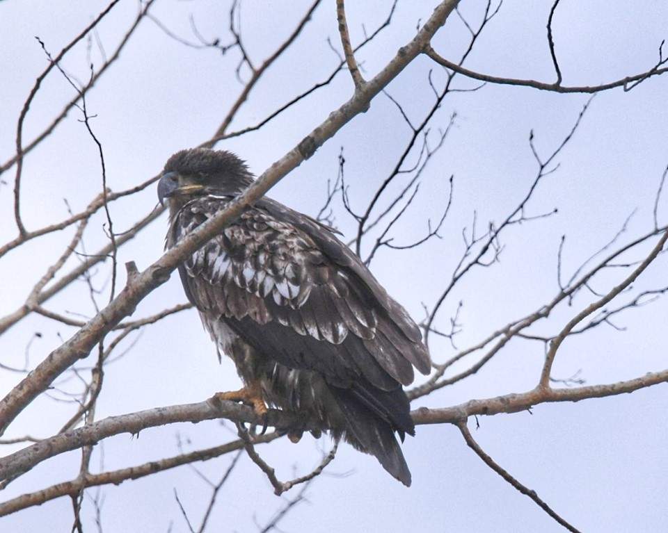 A bald eagle is spotted in a tree near Fort McMurray, Alta. Officials believe this is the same bird that was found dead a few days later. 