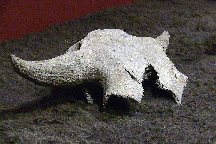 A 2,000-year-old bison skull is shown during a ceremony on the Siksika Nation, Alta., on Friday, Nov. 15, 2019. A 2,000-year-old bison skull unearthed during utility work in the Banff townsite has been returned to a southern Alberta Indigenous community. Members of the Siksika Nation east of Calgary gave the artifact a blessing to welcome it home.