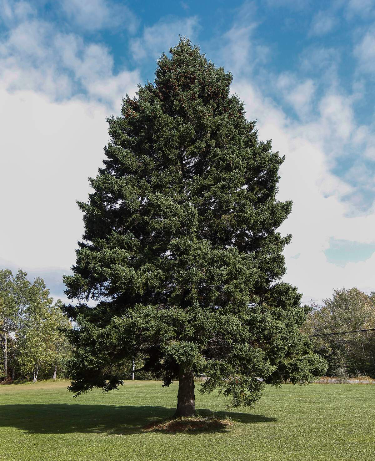 The Tree for Boston is a 45-foot-tall white spruce.