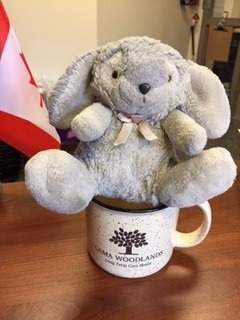 ‘Bunny,’ a lost toy that flew out of a Vintage plane over Burlington, was found on the roof of CAMA Woodlands Care Home.