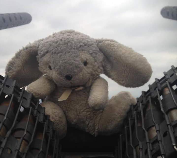 'Bunny' (seen sitting on the turret of a vintage Lancaster bomber) was found just over two after flying off a plane over Burlington, Ont. 