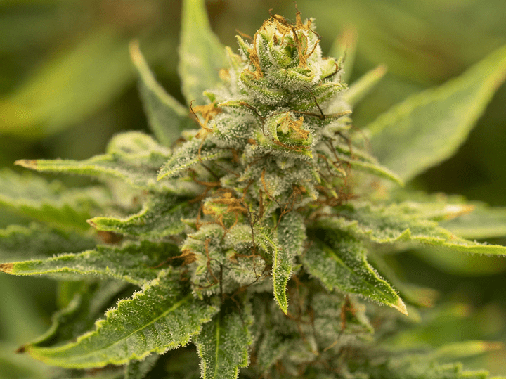 A close-up of a cannabis plant in a licenced production facility in Kelowna, B.C.