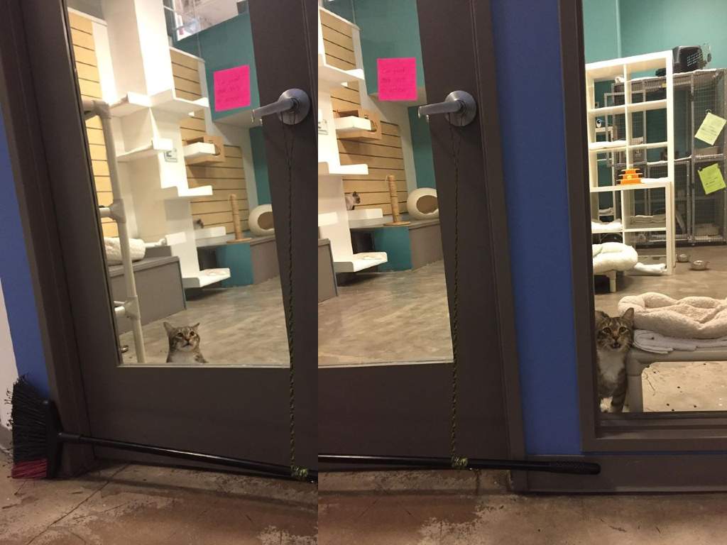Quilty the cat had to be confined to the lobby after repeatedly jail-breaking his feline friends at a Texas animal rescue centre.