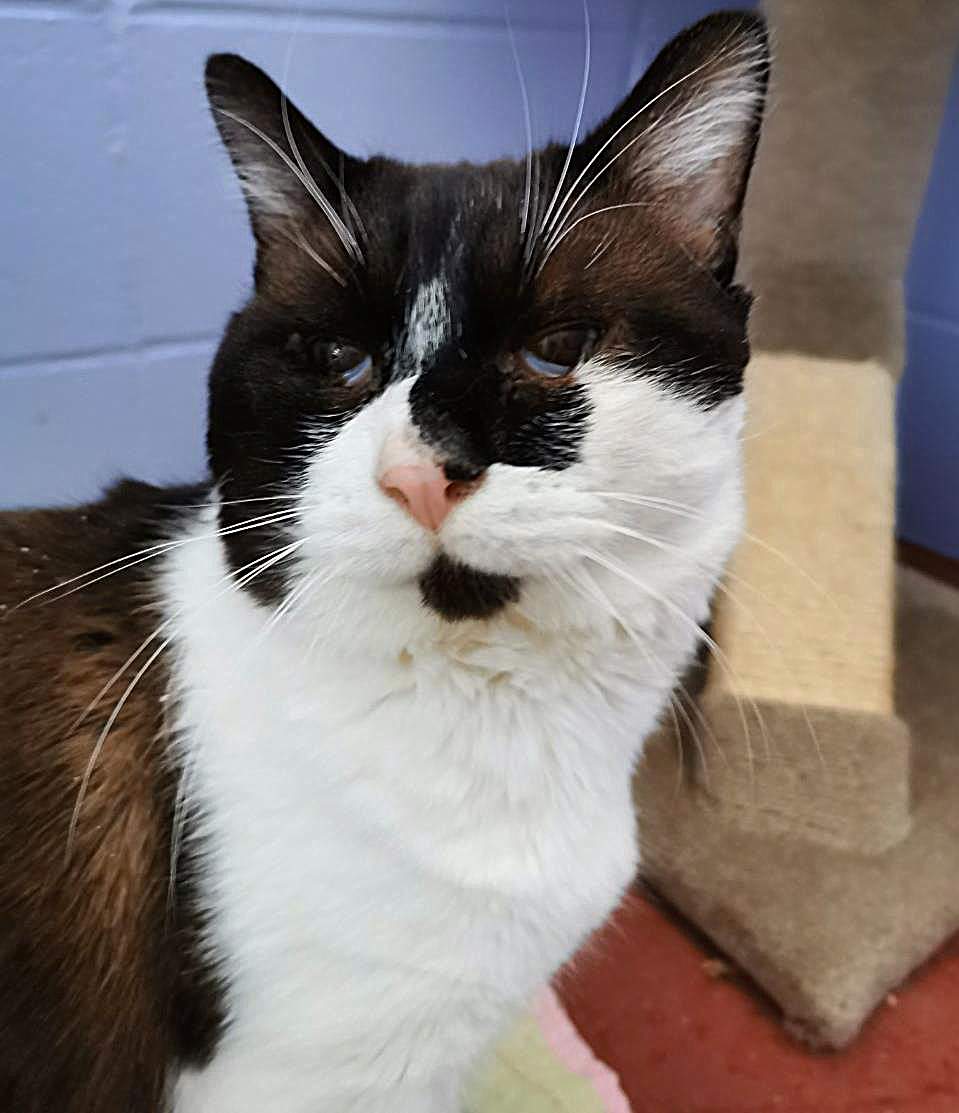 Courtesy: SPCA