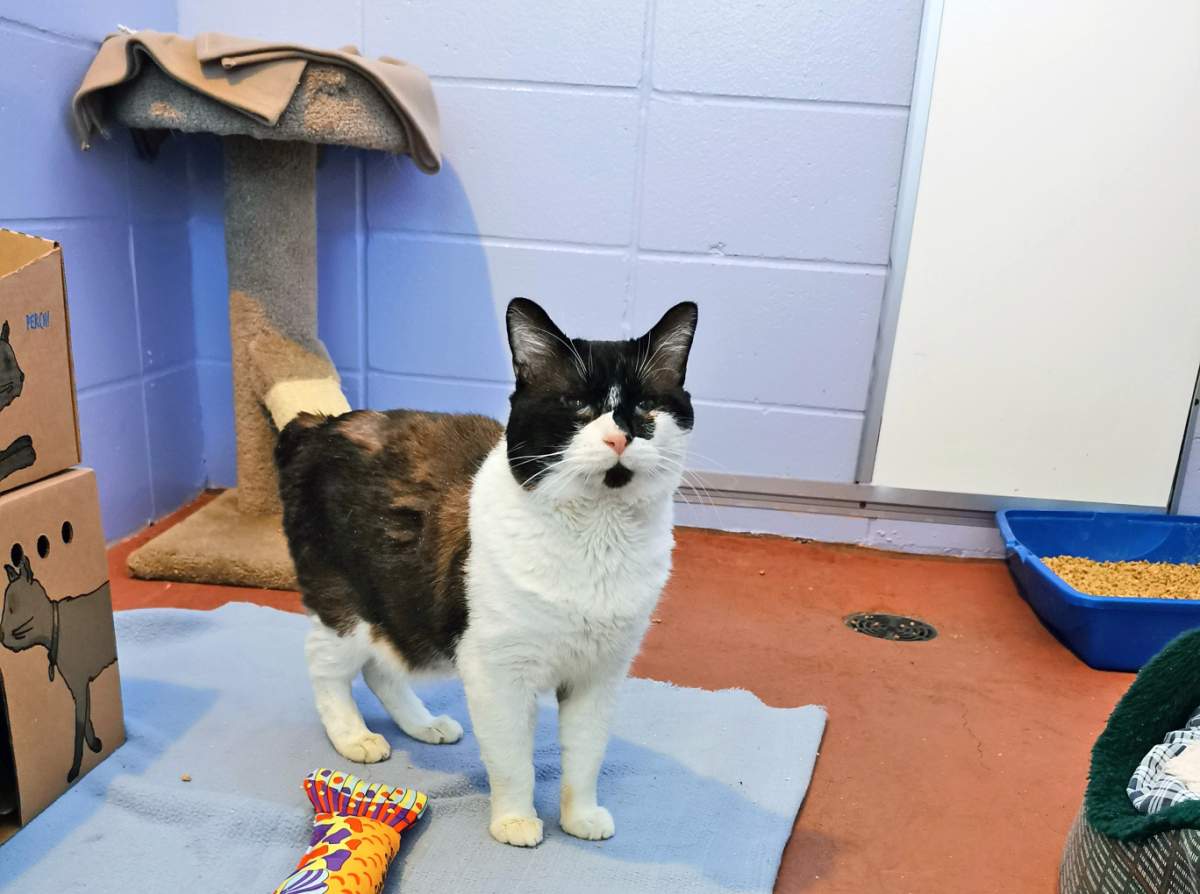 One of the cats recovered outside from the cold after RCMP were warned about an alarming case of animal cruelty. 