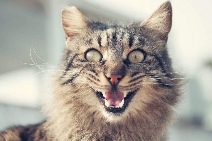 A cat is shown in this file photo.