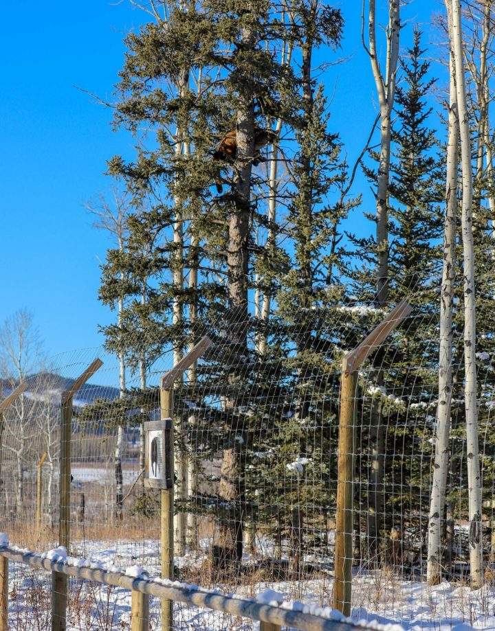 A cougar hung out at Yamnuska Wolfdog Sanctuary in Cochrane on Thursday, Nov. 21, 2019.