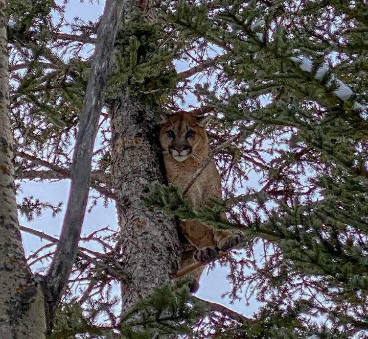 A cougar visited Yamnuska Wolfdog Sanctuary in Cochrane on Thursday, Nov. 21, 2019.