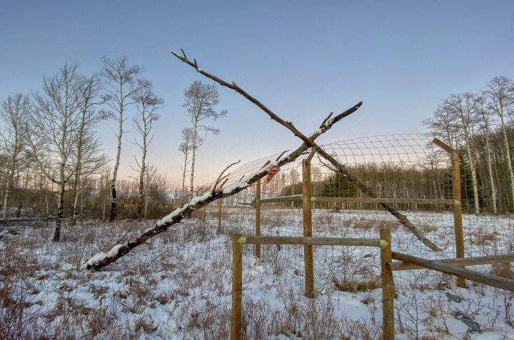 The Yamnuska Wolfdog Sanctuary leaned trees against the fence so the cougar could climb out of the enclosure.