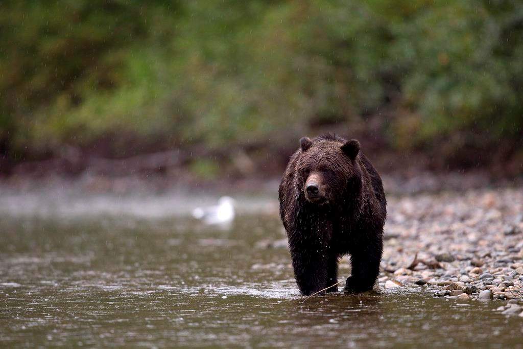 A grizzly bear is seen fishing for a salmon along the Atnarko river in Tweedsmuir Provincial Park near Bella Coola, B.C. Saturday, Sept 11, 2010. THE CANADIAN PRESS/Jonathan Hayward