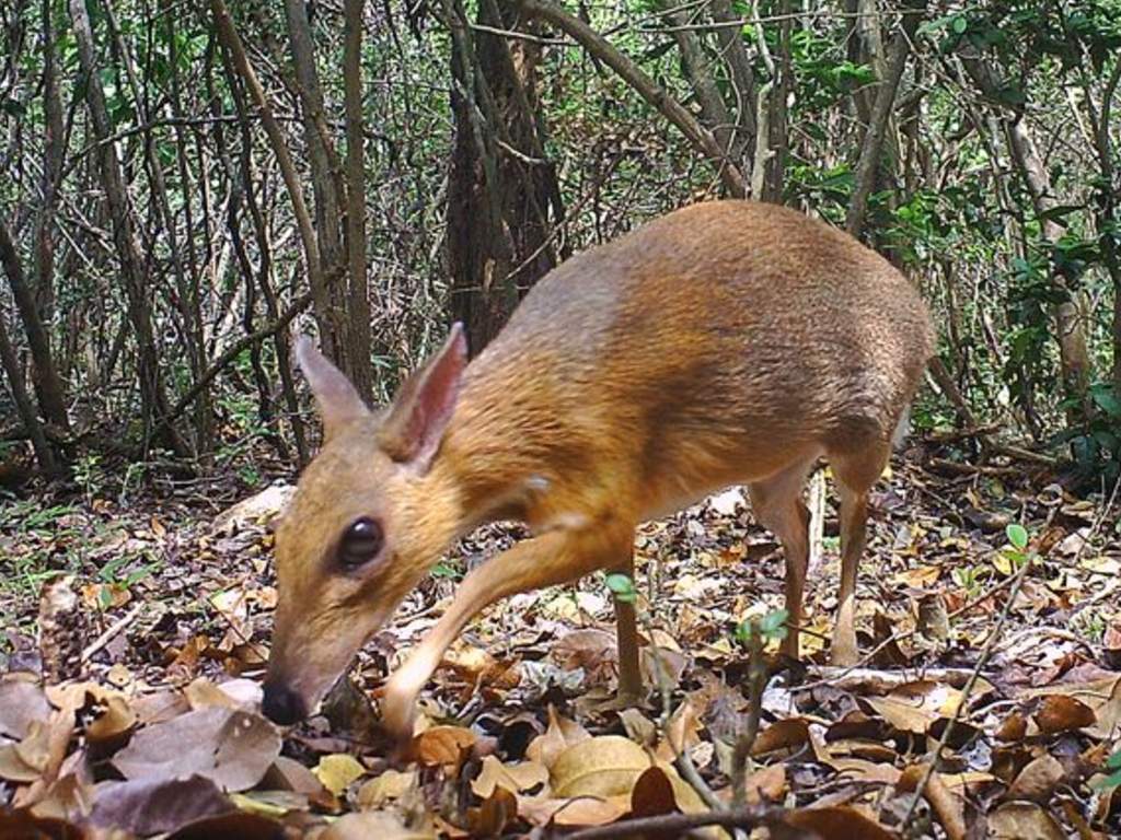 The fanged mouse-deer thought to be extinct for 30 years was spotted in Vietnam.