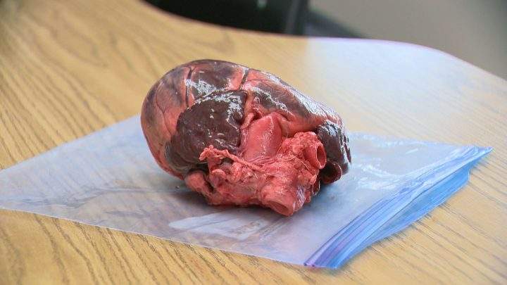 One of the 20 deer hearts that Greg Korpan has collected for a class dissection.