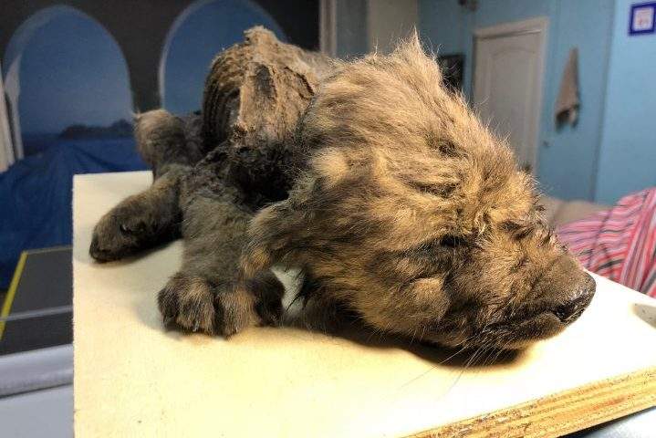 An ancient canine known as Dogor is shown after it was recovered from Siberia in 2018.