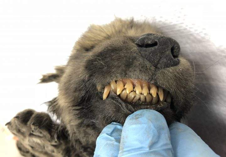 A scientist shows off the teeth on a canine recovered from the permafrost in Siberia.