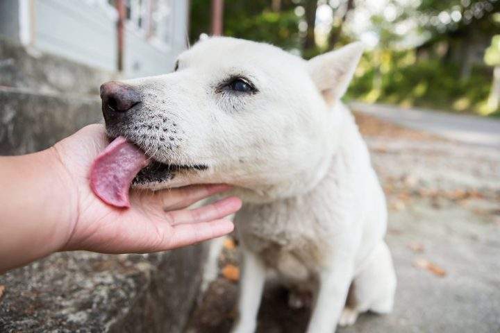 CC RezQs pays most of its vet bills with donations and money from fundraisers.
