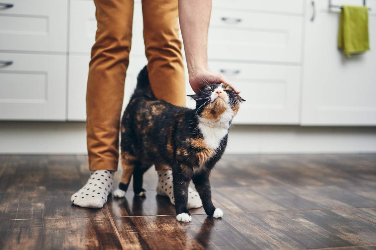 A new report has found that 62 per cent of cats in animal shelters were adopted in 2018.