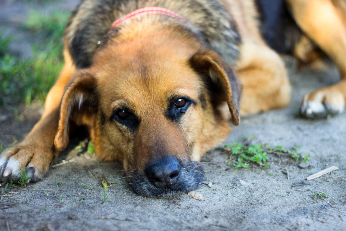 He said an adjustment to the bylaw would give many dogs a second chance at a happier life.