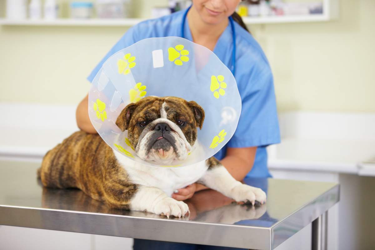 A recent $11-million donation to the University of Guelph will go toward its veterinary college.
