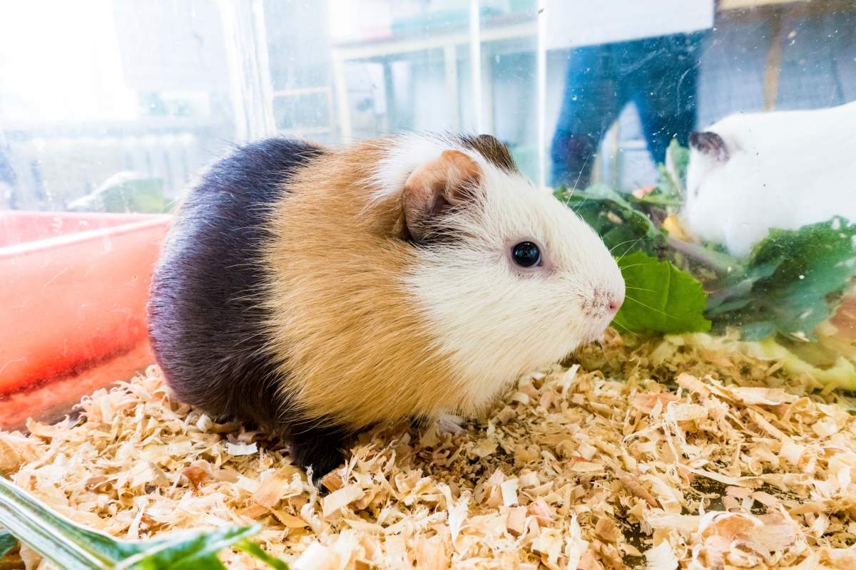 A pet show owner says two suspects threw a stolen guinea pig at him.