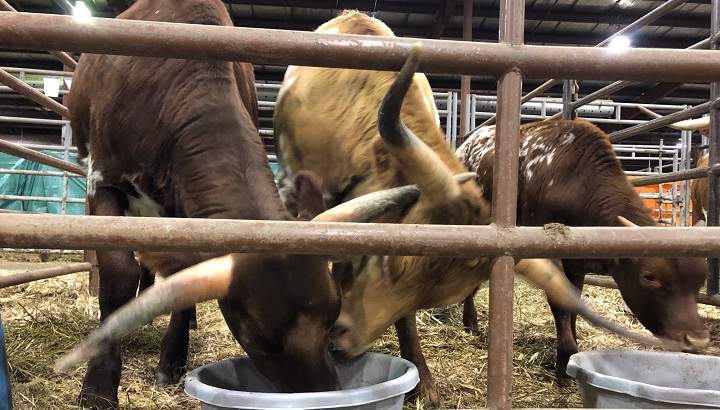 Texas Longhorns at the Canadian Western Agribition in Regina.