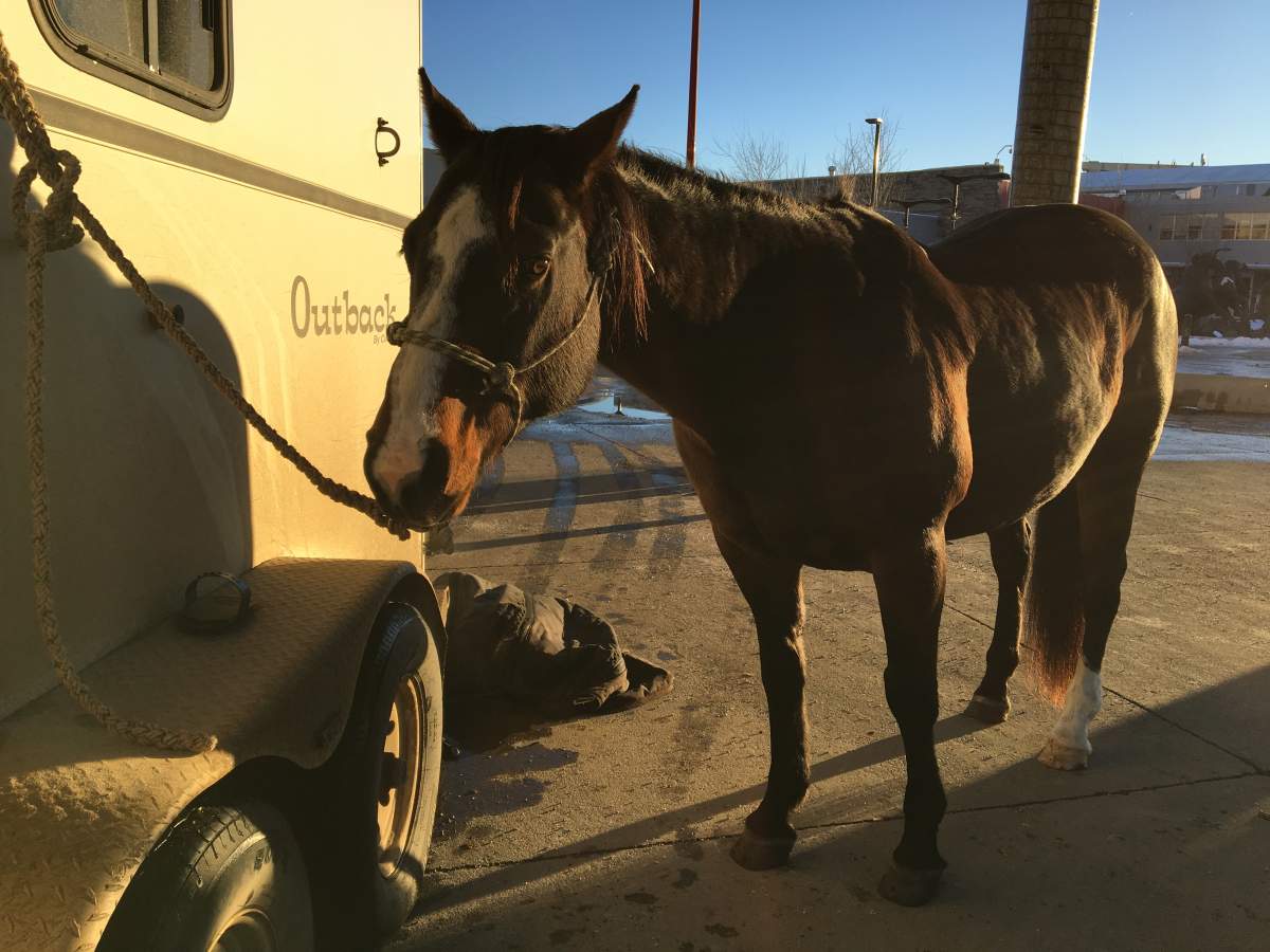 Tuffy the horse at Calgary Stampede Park on Thursday, Nov. 21 ahead of her 2019 Grey Cup Festival debut.