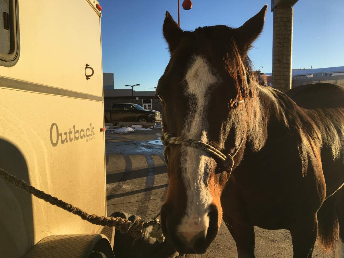 Tuffy the horse at Calgary Stampede Park on Thursday, Nov. 21 ahead of her 2019 Grey Cup Festival debut.