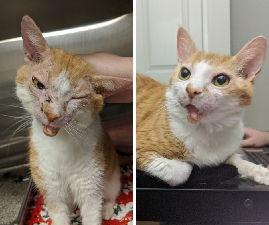 Libby (L) when she was found and Libby (R) in her current state.