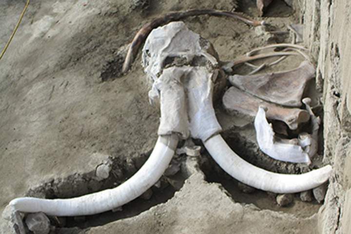 A mammoth skull is shown at the bottom of a human-made trap from 15,000 years ago, in Tultepec, Mexico.