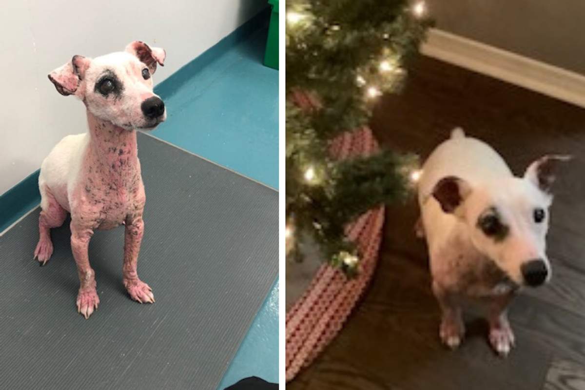 Milo (L) when he was found and Milo (R) in his current state.
