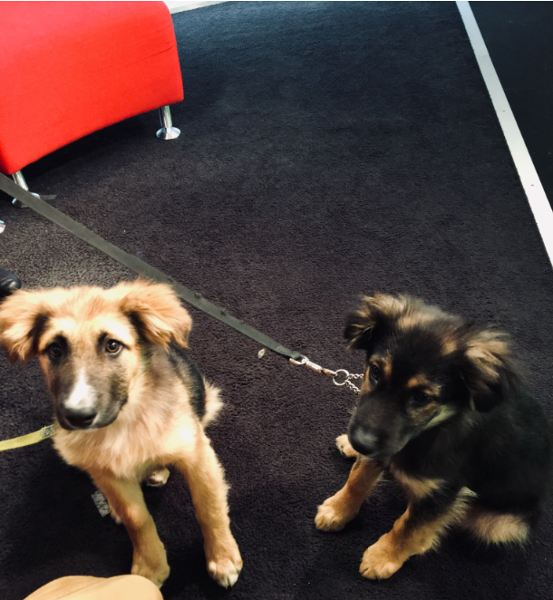 Pepper (right) stops for a photo with Bailey (left) before heading on Adopt A Pal.